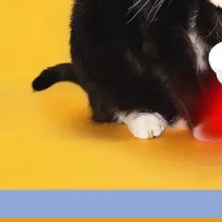 

Wireless Veterinary Cold Laser Class IV Therapy Device 808nm for Dog Cat - Chargable for Pet Wound and Pain Treatment