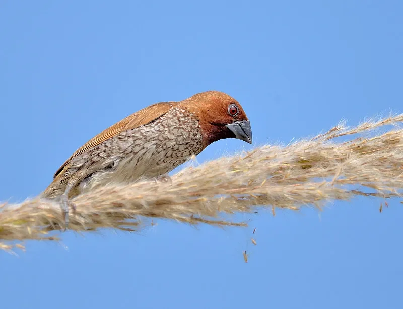 BETAFPV ELRS Accessori per testine micro ad alta frequenza - Alloggiamento + ventola di raffreddamento, per drone FPV fai da te