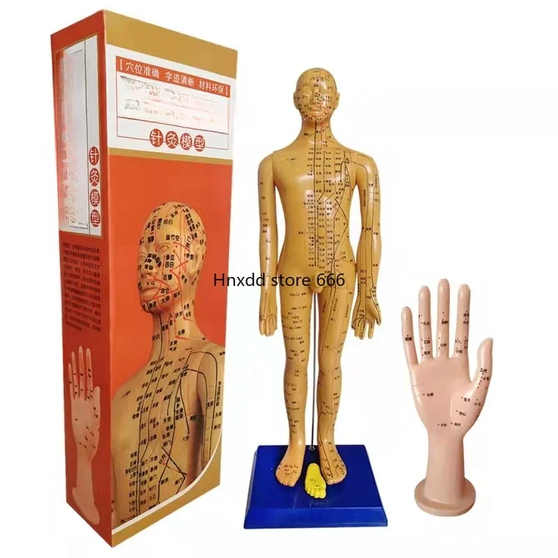 Dong's strange point acupuncture model human meridian point teaching whole body copper