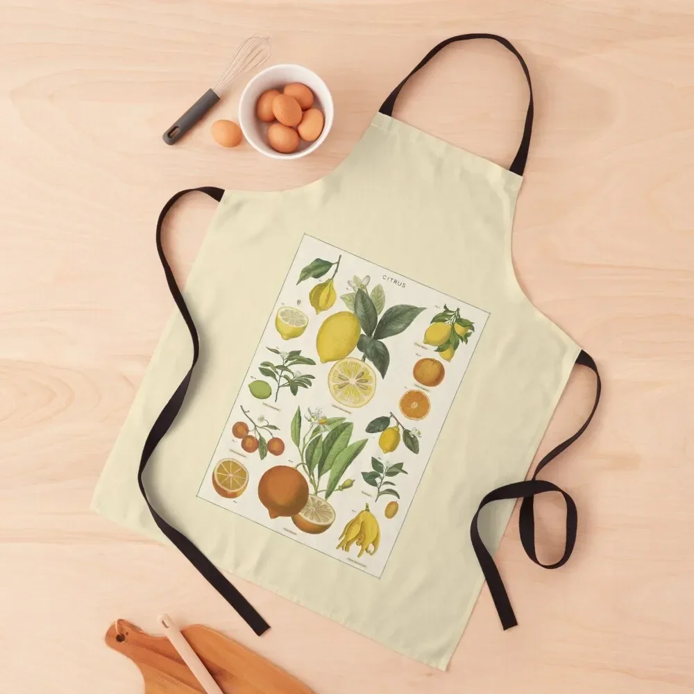 

Vintage Citrus Specimen Illustration Apron Teacher Restaurant Kitchen Equipment Kitchen Items Apron