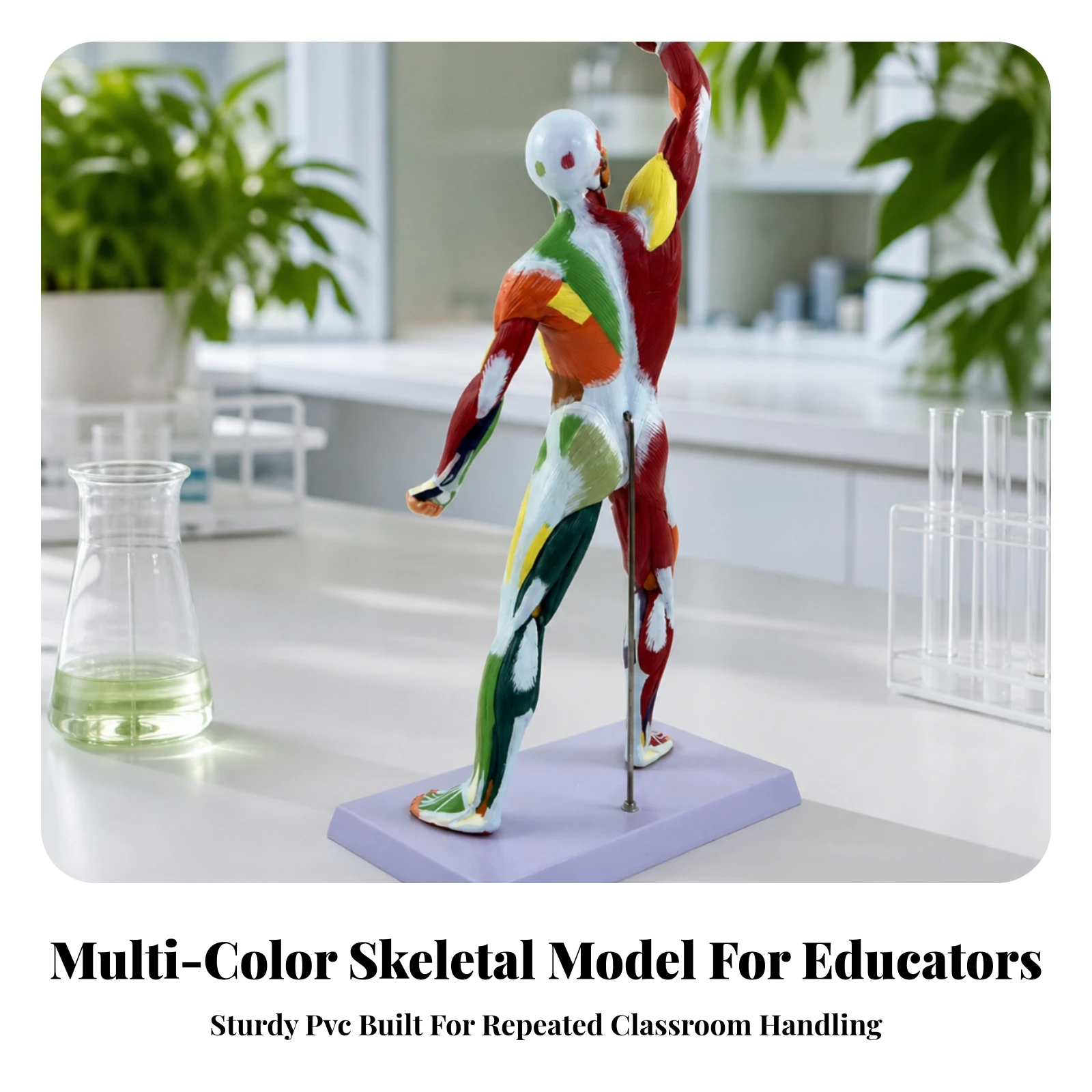 Human Muscle Anatomy Model Educational Muscle Anatomy Model with Base Human Muscular Figure High-Quality Medical-Grade