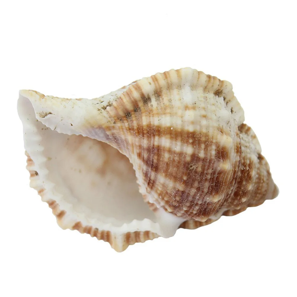 

100G Seashells Craft Aquarium Home Decoration Various Style Jewelry Making Gift Seashell Seashell Craft Gift Box