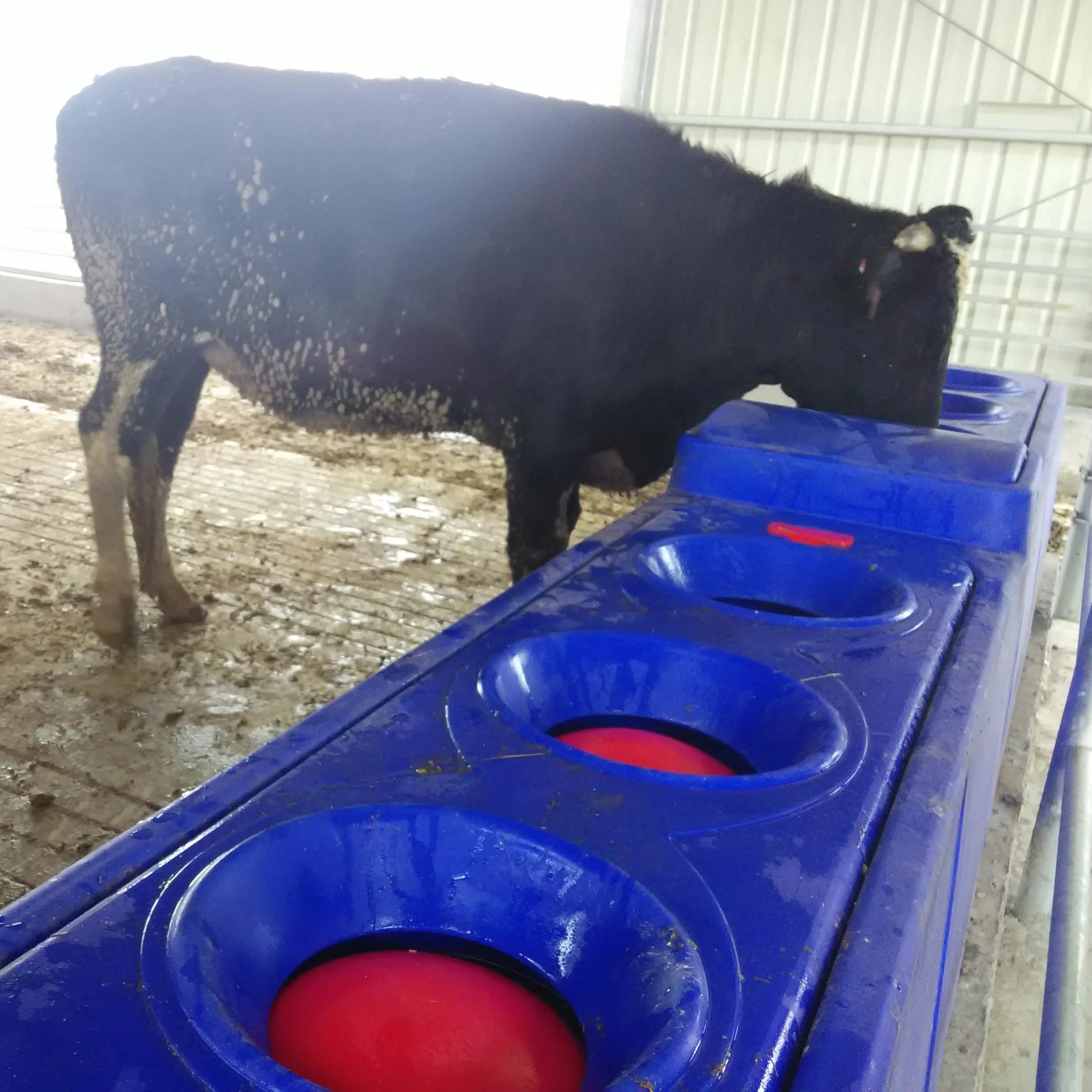 Blue 4m Automatic Heated For Cattle Drinking Water Trough Cow Water Drinkerr