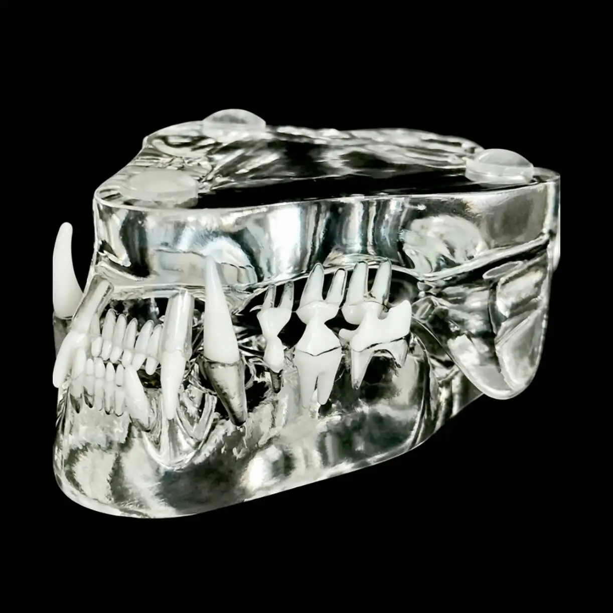 Transparent Resin Dog Cat Teeth Model Pet Animal Dental Jaw Model Veterinary Teaching Oral Demonstration Mold For Vet Education