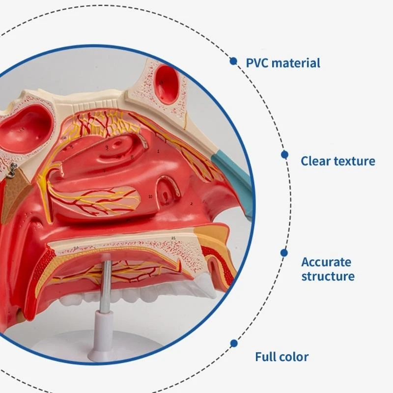 W89C 탈착식 부품을 가진 3 배의 수명 크기 해부학적 비강 모델