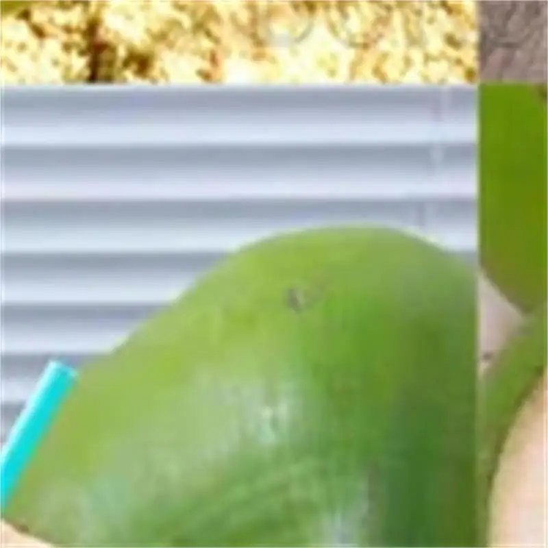 Jz Manual Coconut Drilling Tool Tender Coconut Hole Opening Mmachine Coco Coconut King Hole Punching Machine