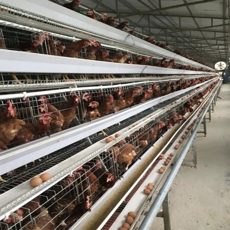 A Type Chicken Cage Cages for Laying Hens Chicken Cages for Layers Chicken Farm Equipment 3 Tier  4 Tier Heavy Duty for Chickens