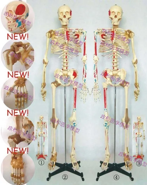 170CM human Skeletal Model Large Bones Half-Body with Muscle and Ligament Attached to skeleton