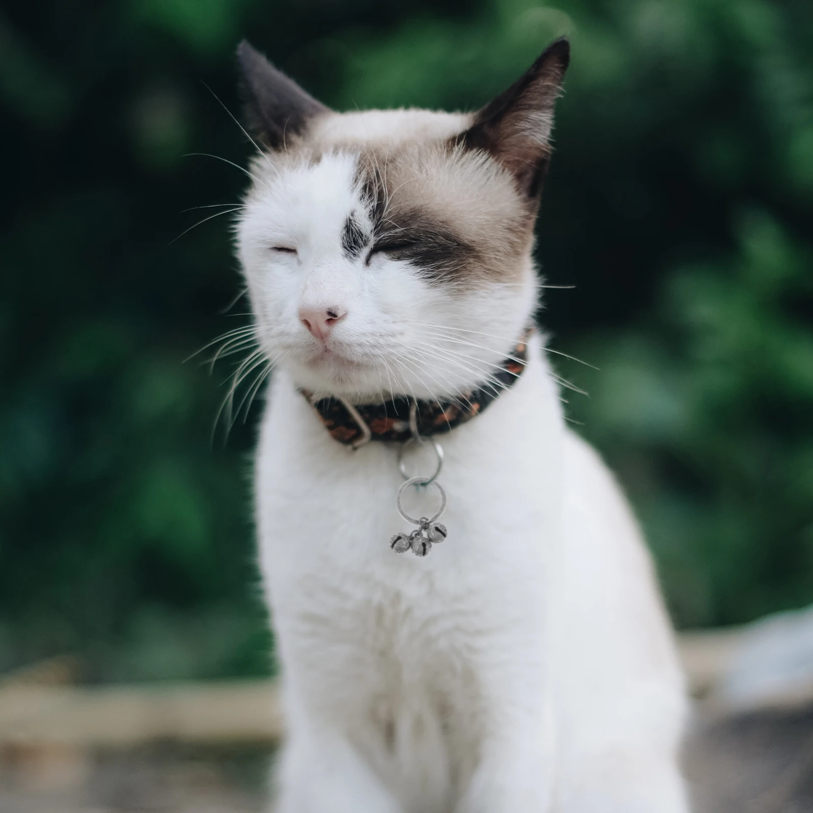 

Pet Collar Bells 12mm Ancient Silver Crafted Bell Accessories for Cats Dogs DIY Keychain Charm Photoshoot