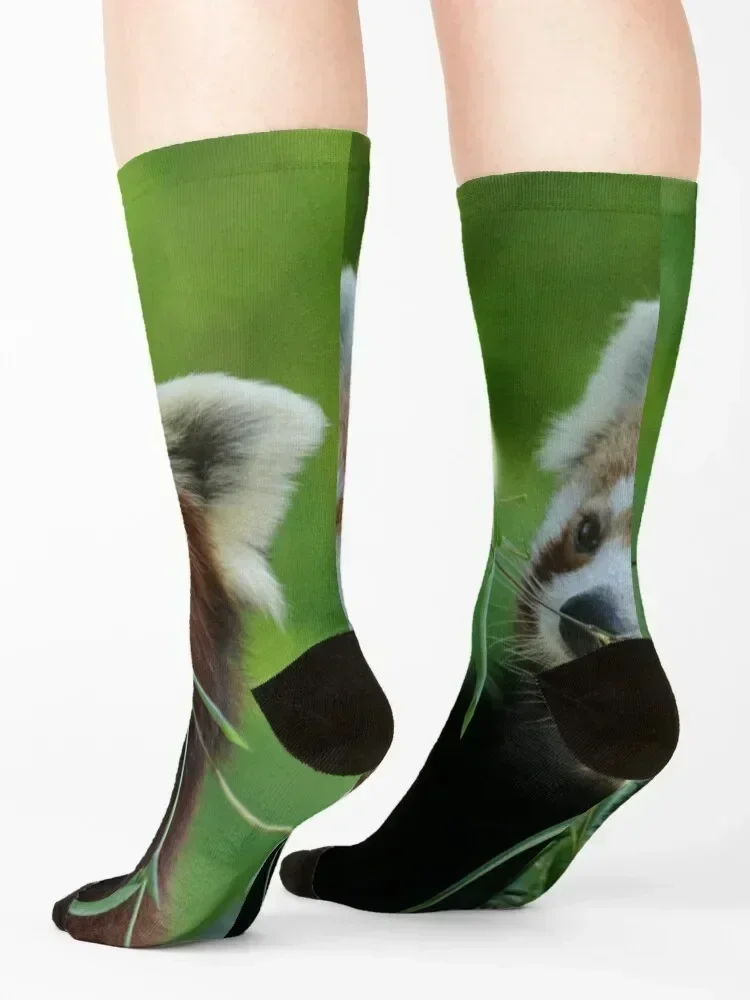 Red Panda 002 Socks luxury FASHION sports stockings compression Luxury Woman Socks Men's