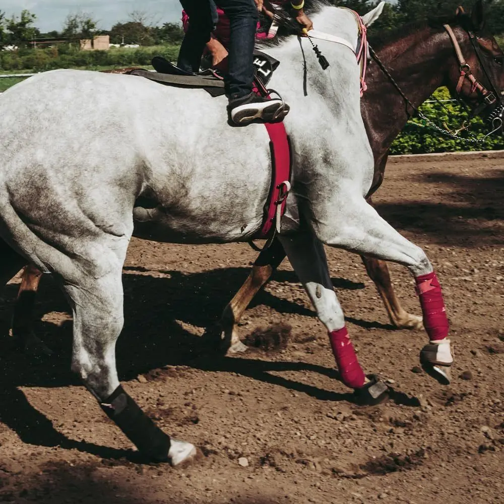 Vendas forro polar para caballos – Transpirables y absorbentes - imagen 5