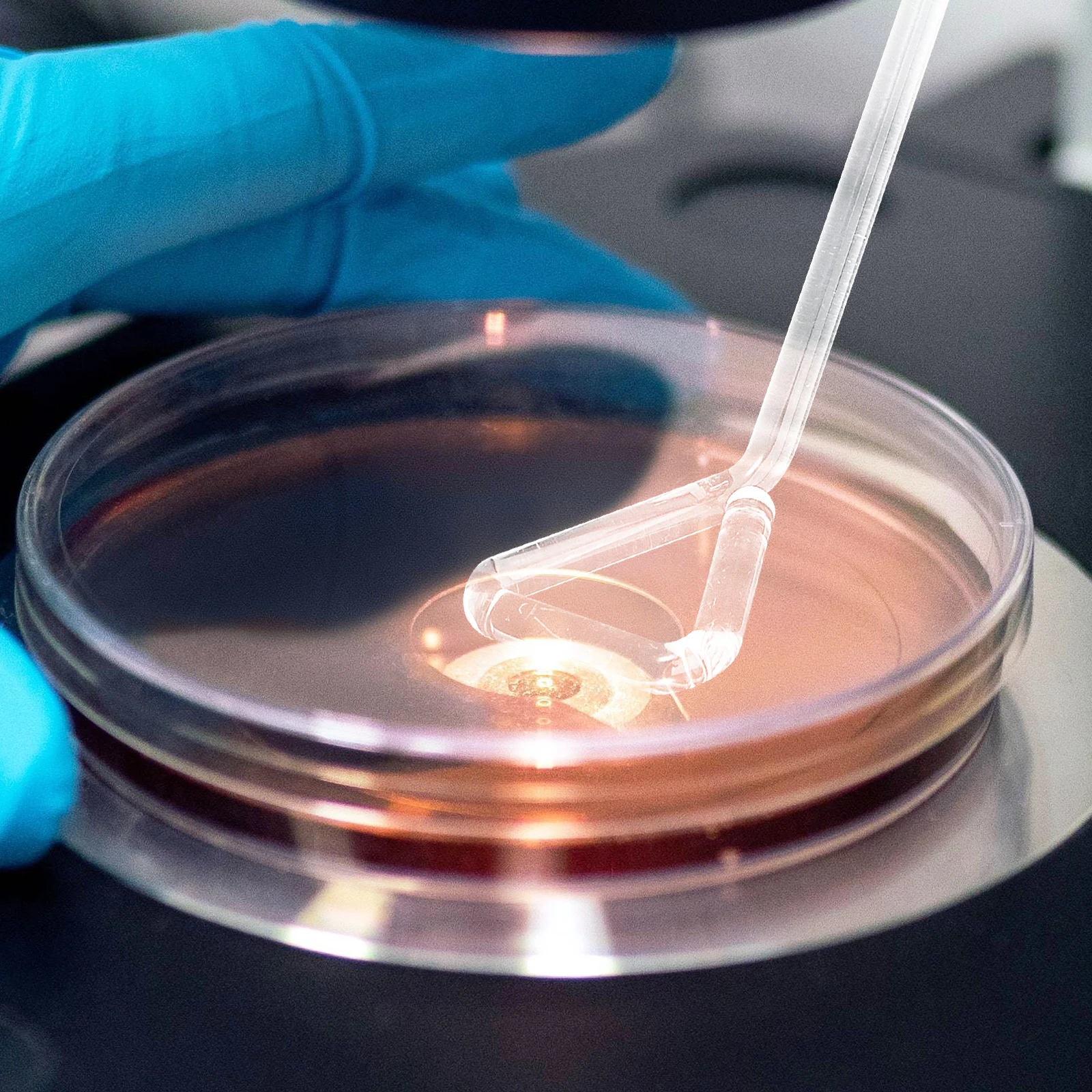 

4Pcs Glass Cell Spreader Sticks Triangular Design Scraping Edge for Precise Laboratory Cell Culture Equipment Glass Stick