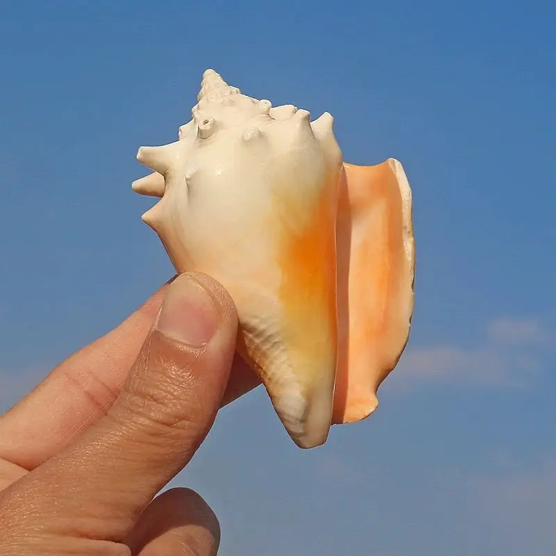 Natural Conch Shell Golden Fist Phoenix Snail Rose Snail Fish Tank Landscaping Home Decoration Ornament Small Rouge Specimen