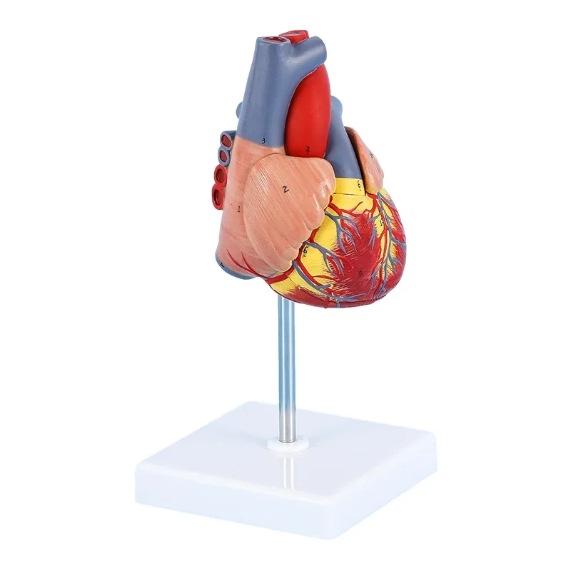 Human heart model, 2-part natural-size cardiac anatomical model, 34 accurately numbered anatomical structures