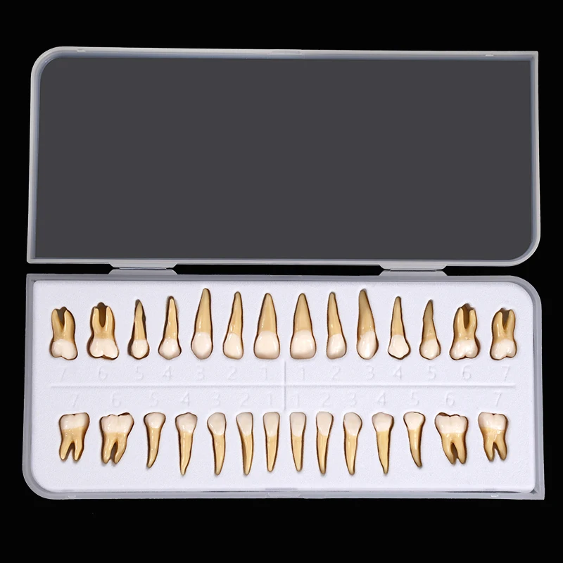 

Adult Teeth Model 28pcs Simulation 1:1 Permanent Teeth Dental Model With Root Standard Full Mouth Anatomical Teaching Equipment