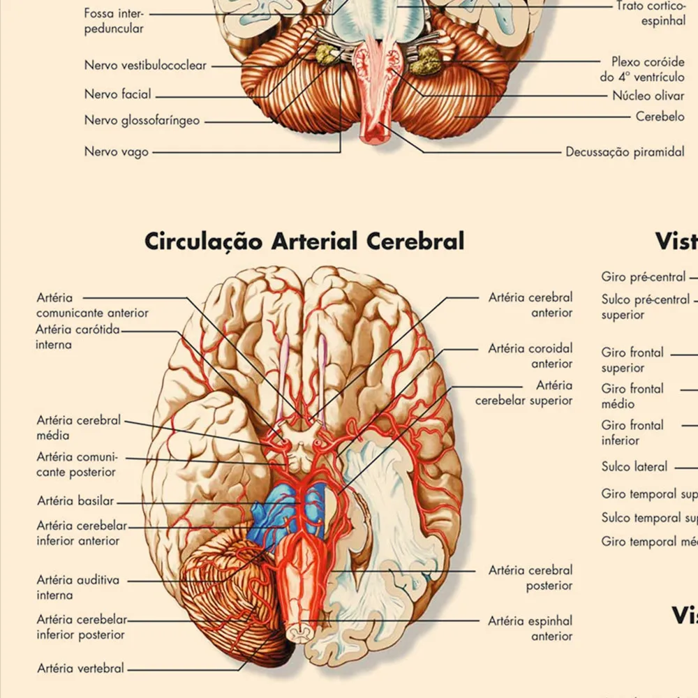 Human Musculature, Brain, Knee Joinrt, Foot Joints, Hand Wrist, Skull Posters Prints (Portuguese) Human Anatomy Wall Art Sticker view 2
