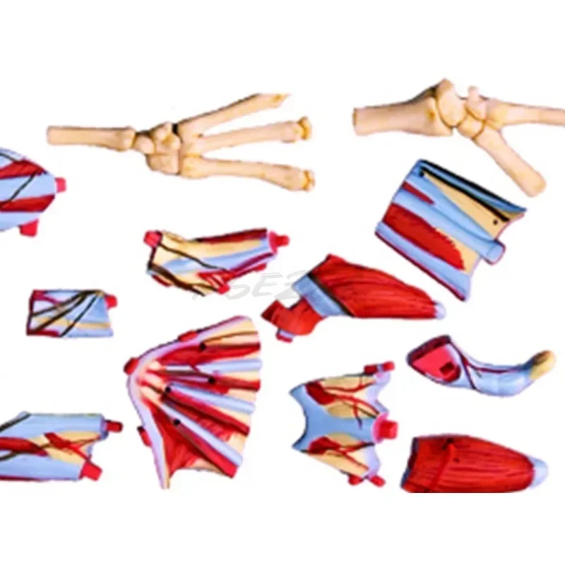 Brinquedo 4D Human Hand Assembly, Modelo Anatômico dos Órgãos da Mão Humana, Modelo de Ensino Médico