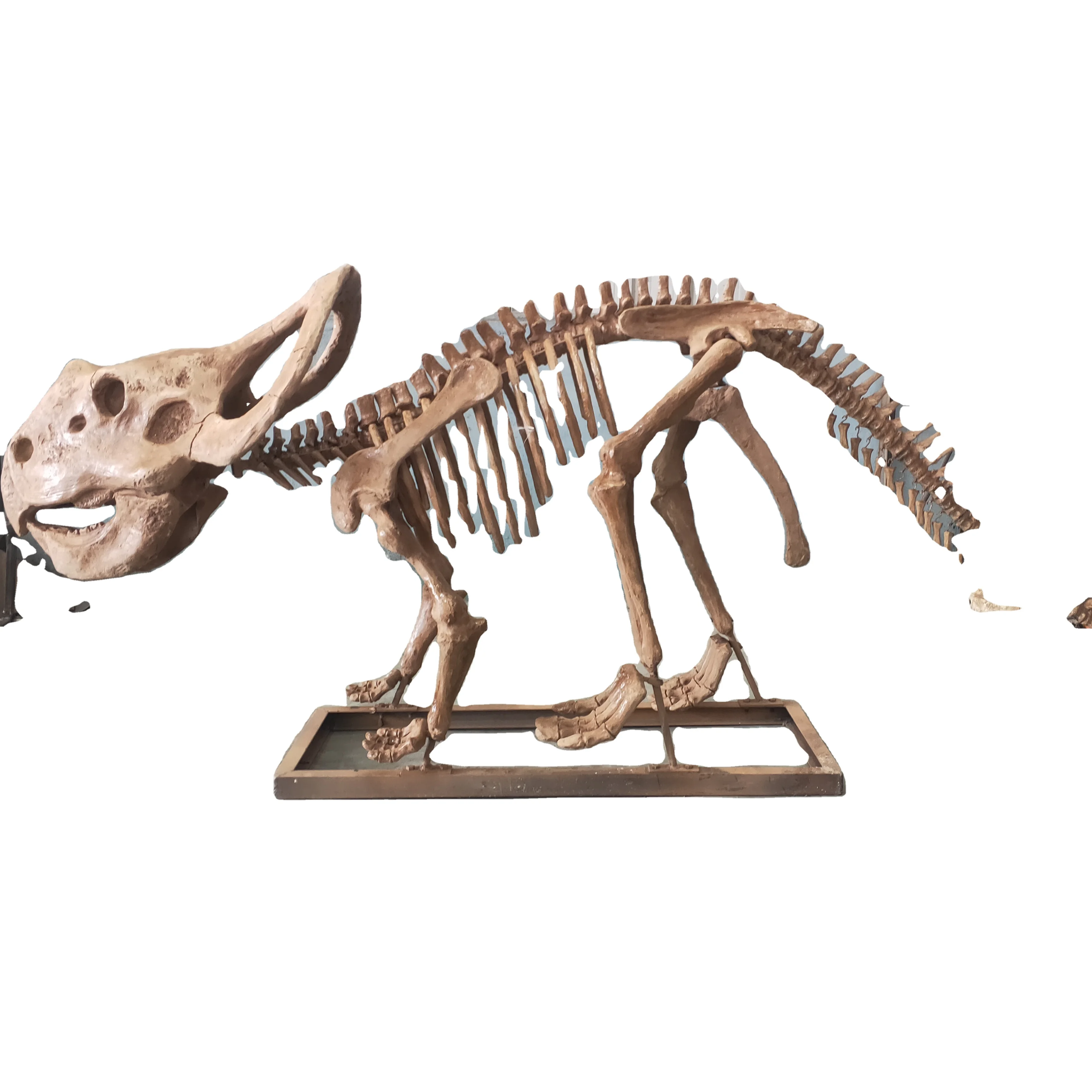 ATV&UTVFactory Direct New Technology Lifelike Protoceratops Dinosaur Skeleton for Customized Park Installations