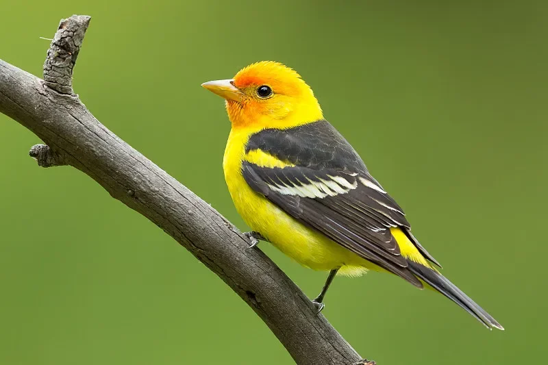 

LDARC V64 1/64 Mini RC Электрический автобус (RTR) — настольная игрушка 2,4 ГГц для взрослых и детей