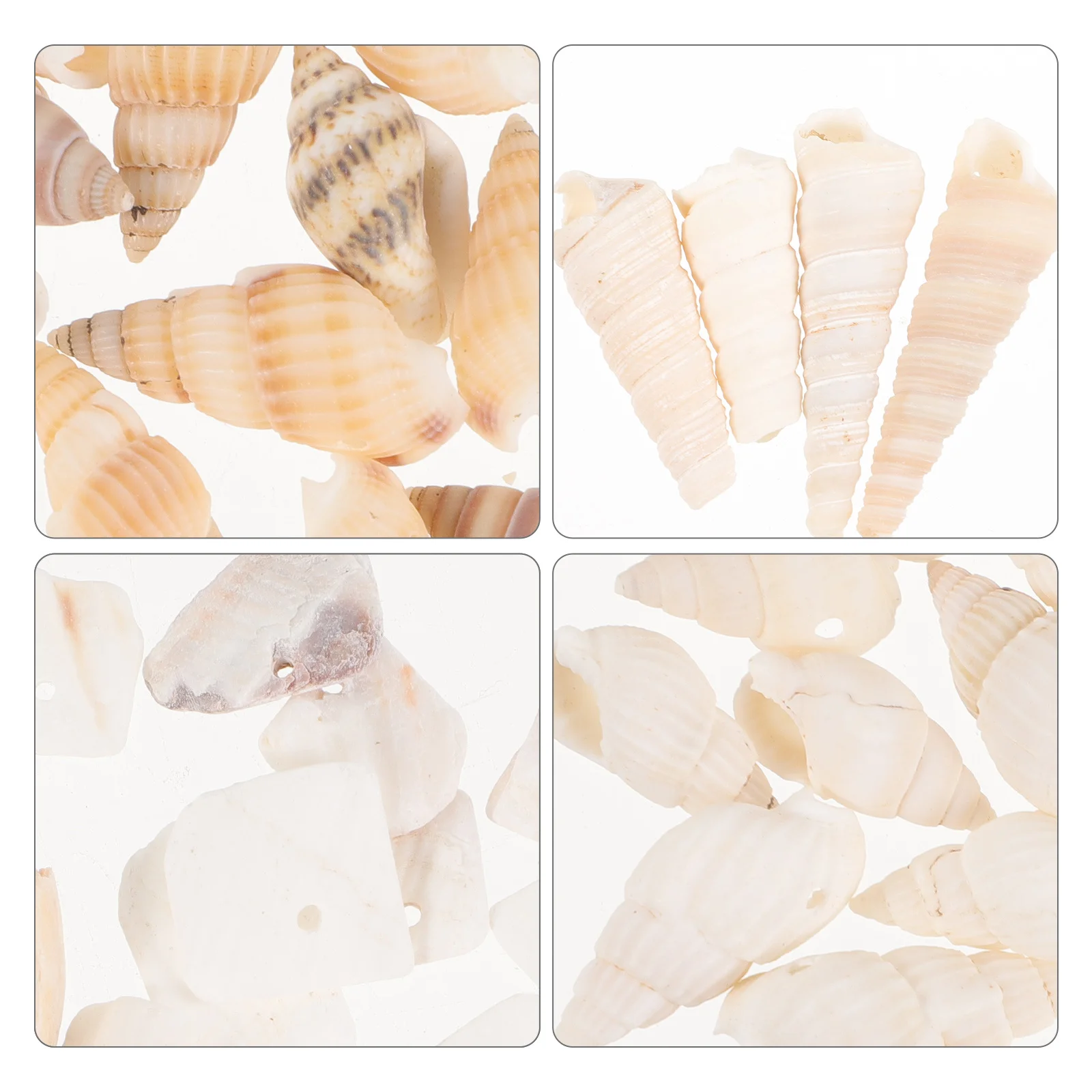 

1 Box Natural Small Shells For Diy Craft Fish Tank Decor Desktop Landscape Diy Conch Punched Seashells Conch Adorn