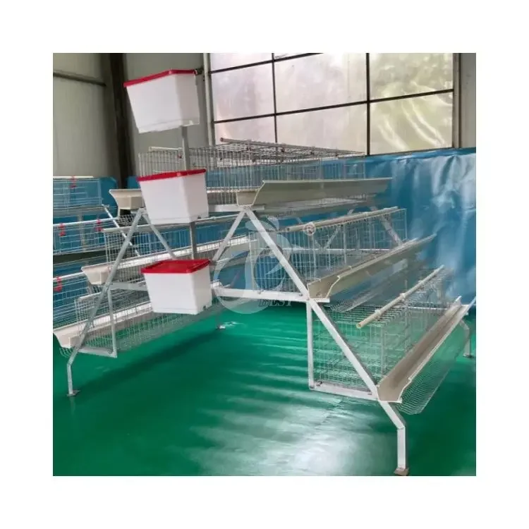 A Or H Type Automatic Layer Cage System 25 Years Lifespan Galvanized Of 50000 Birds Farm