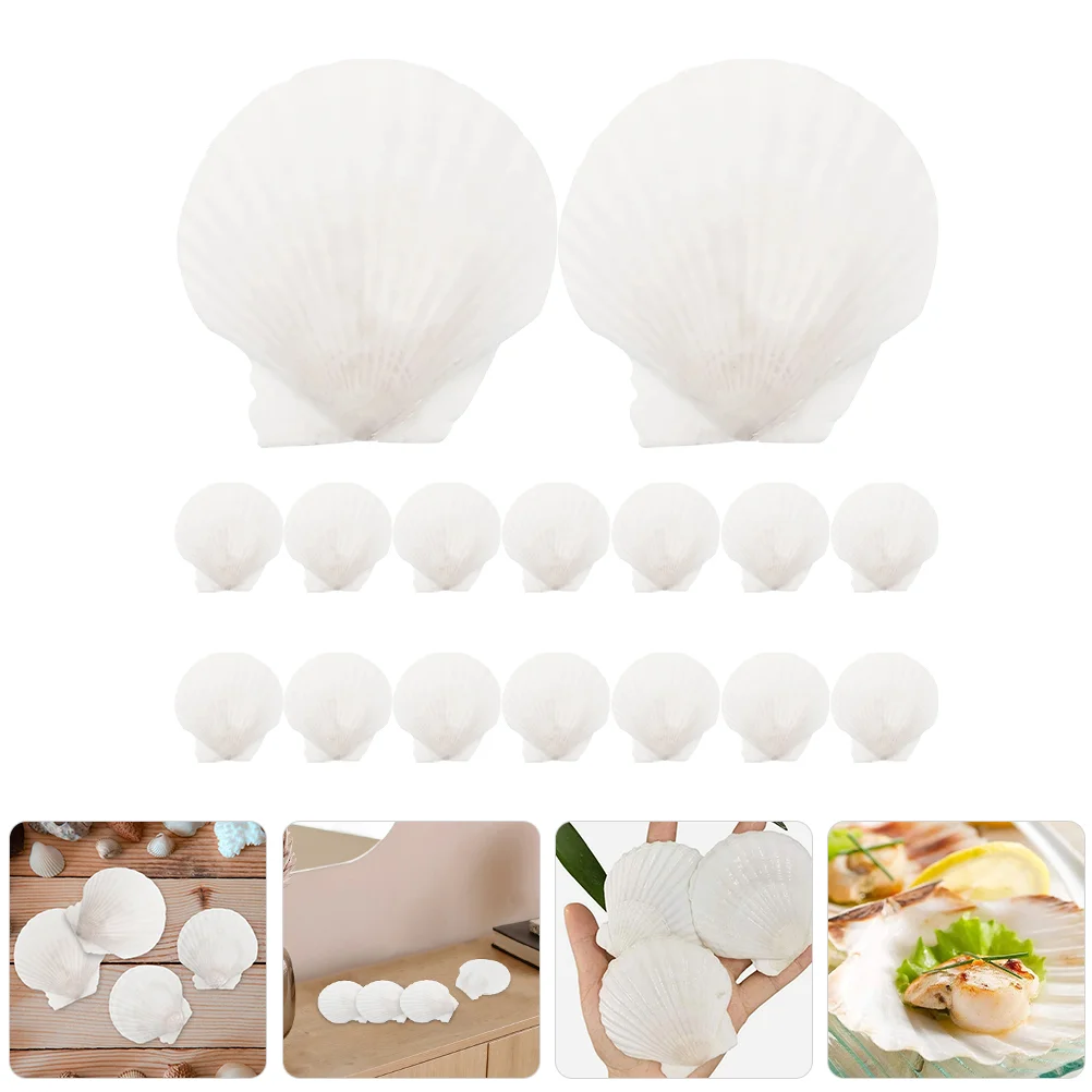 

16Pcs Natural Large Scallop Seashell Aquarium Decoration DIY Shell Embellishment Craft Material DIY Shells