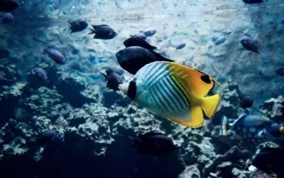 Metal Steel Gear Digital Servo 75KG Brushless Servo Waterproof for RC Car Crawler 1/8 1/10 SCX10 TRX4 Truck Robot Upgrade Parts