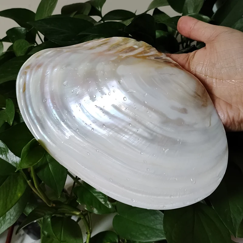 23-25CM Large Pearl Shell Polished Freshwater Mussel Shell Tray Beaching Wedding Decoration Jewelry Holder Photography Props