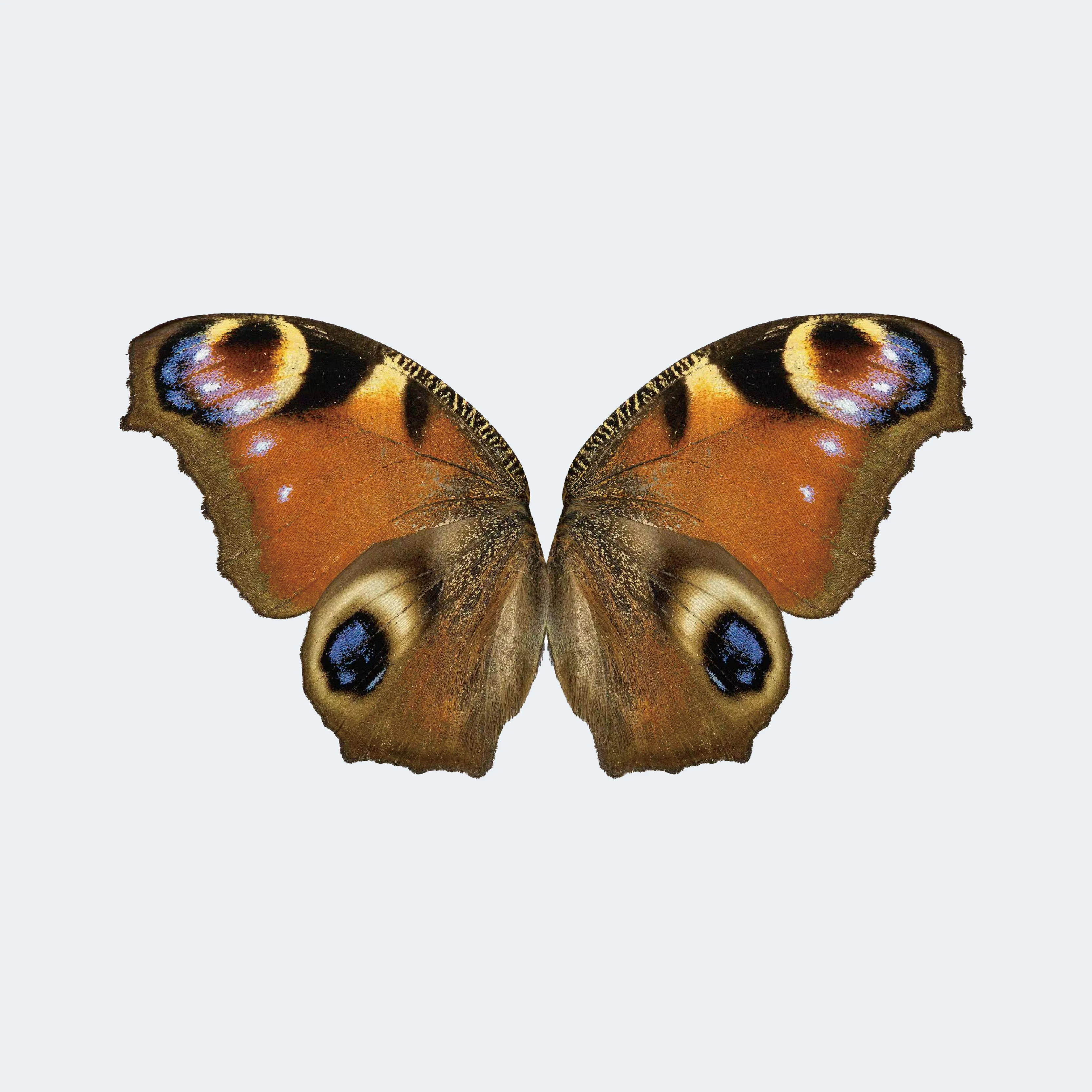 RC Bionic Flapping-Wing Butterfly 78 * 48 mm by Remote Control for Festive Gifts or Wedding Decorations