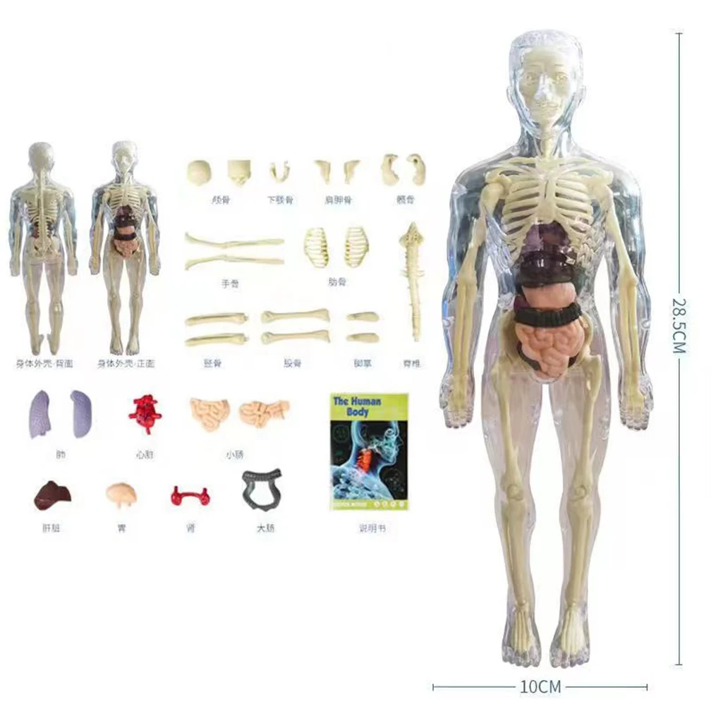 3D 장기 조립 이동식 인체 모델, 교육 완구, 해부학 골격, 해부학 모델 도구 세트, 풀 세트 모델링