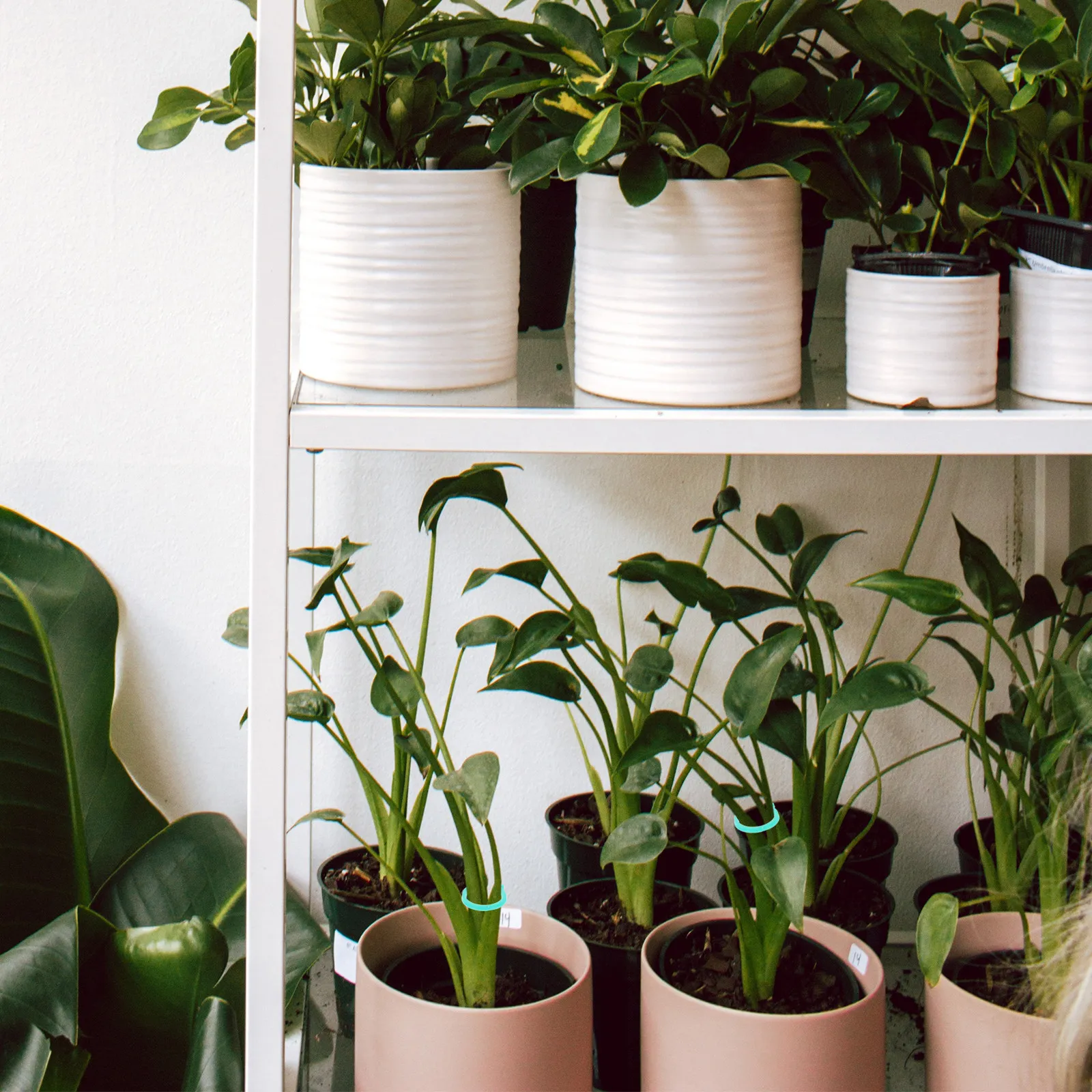 200 ชิ้น คลิปหนีบก้านต้นไม้พลา - Vine Climbing Plastic บทวิจารณ์และราคา