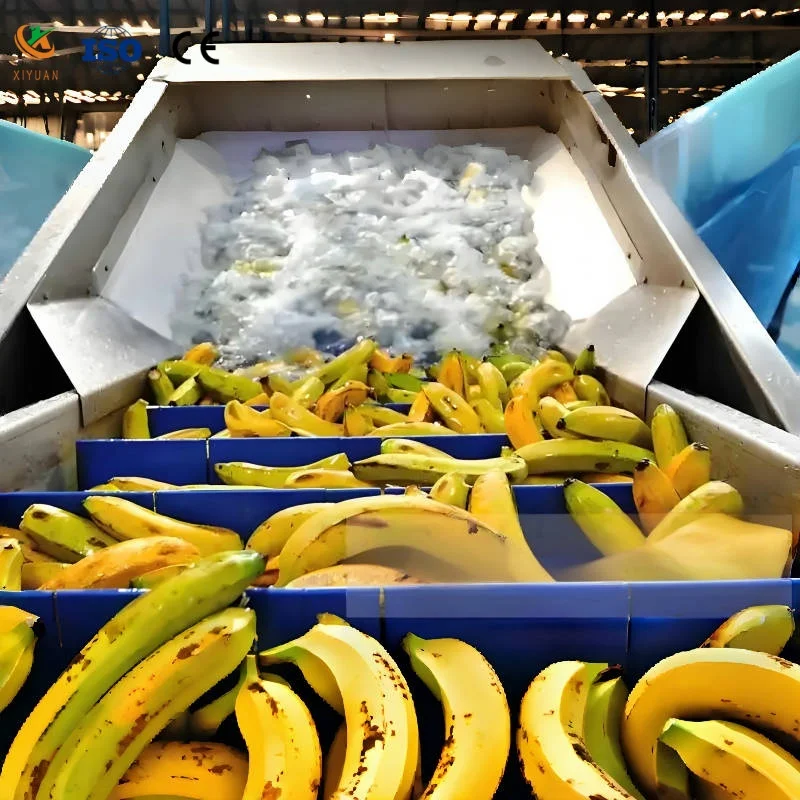 Barhee Medjool Jujube Cleaning and Dryer Packing Line Palm Date Wash Machine and Sorting Date