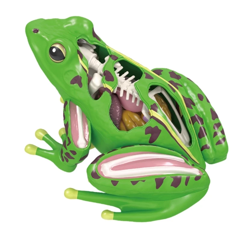 4D Anatomical Frogs Shape Educational Toy for Children Veterinary Teaching Model Biology Technology Gadget Equipment