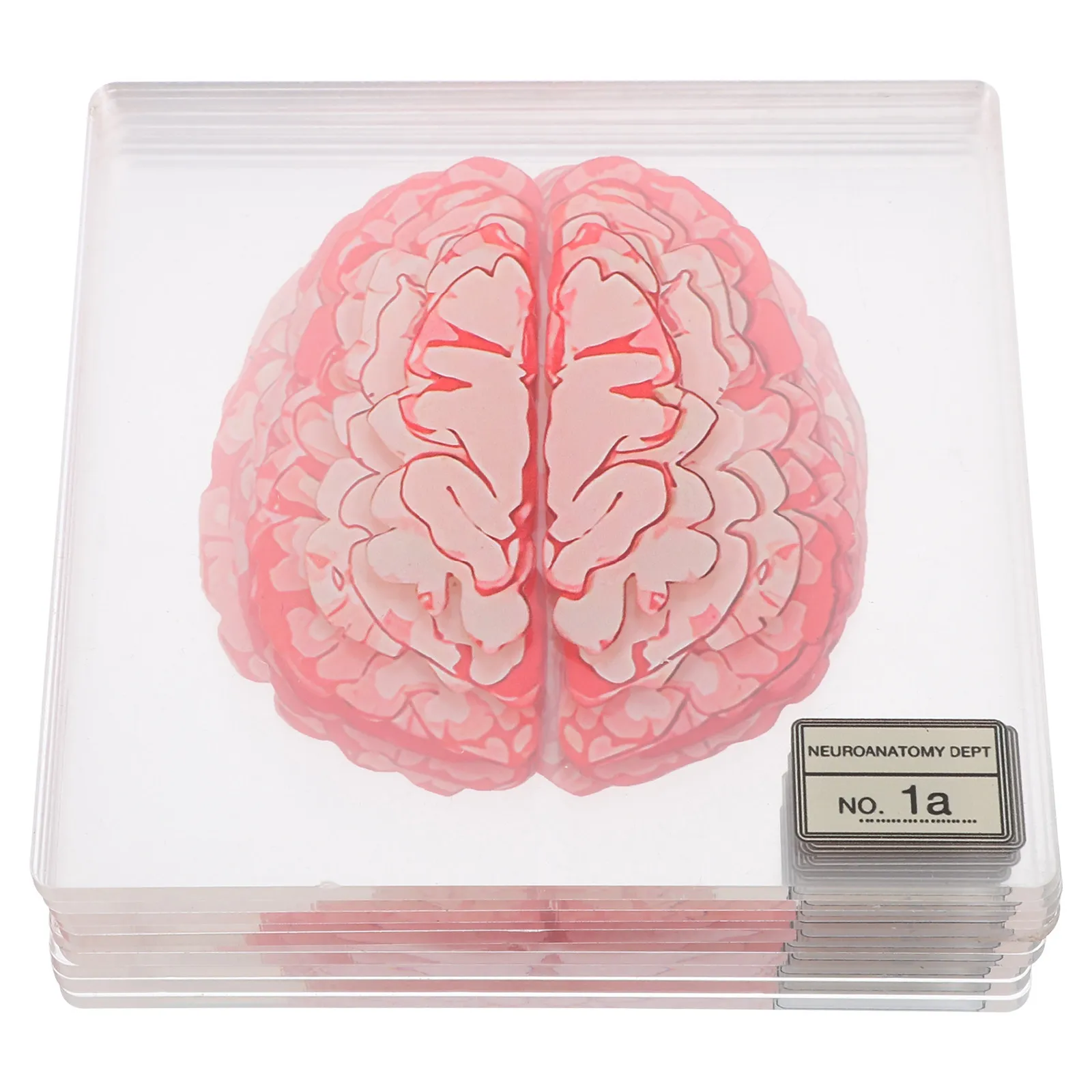 10Pcs Acrylic Blood Spatter Halloween Coasters Brain Slice Drink Cup Pads Kitchen Hot Pads Pot Trivets Table Decor Party