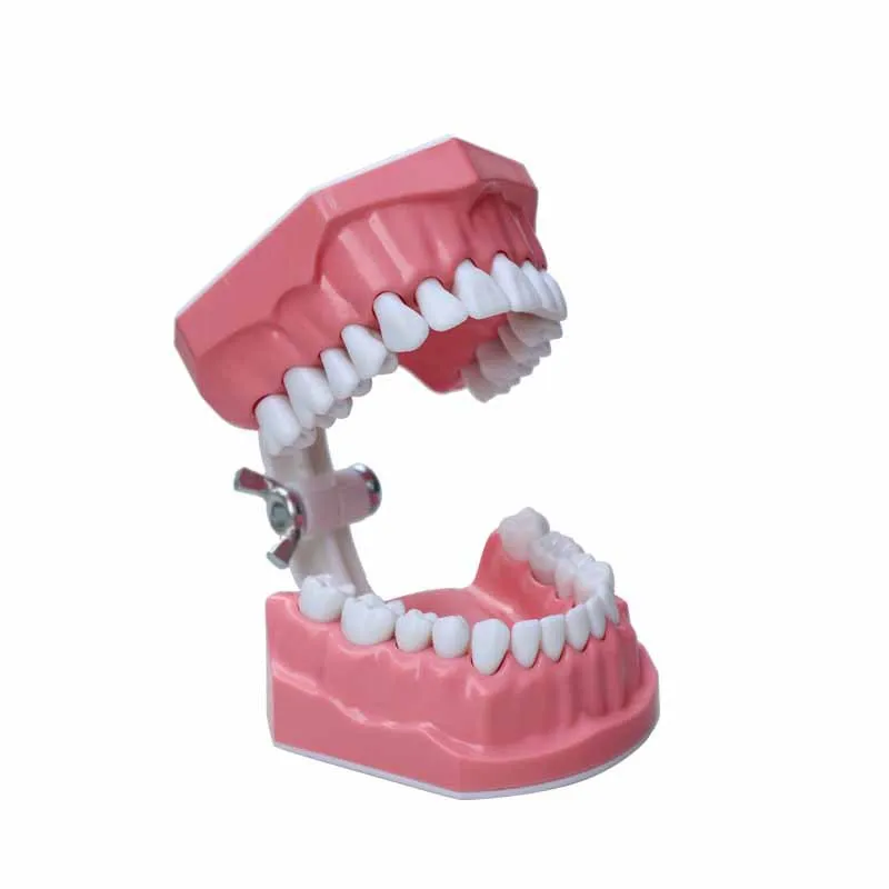 Interdental display, teeth brushing practice, kindergarten brushing teaching, dental modeling