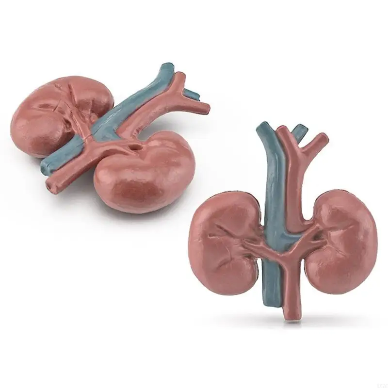 4X7C Human Body Model Static Anatomy Organs 3D Human Body Organ Models Toy Children Developmental Science Learning Aid