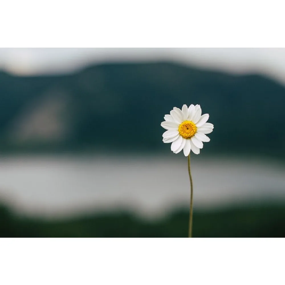 Axisflying Manta 5 … - image