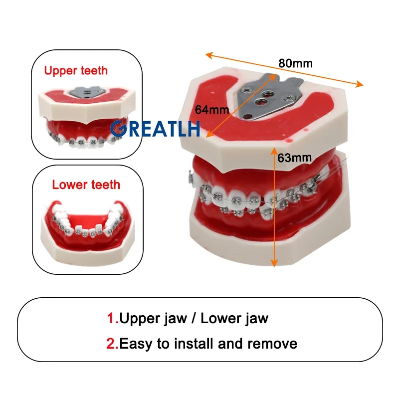 Multiple Types Dental Model Teeth Dental Orthodontic Teaching Teeth Model Typodont Teeth Model Dentist Material