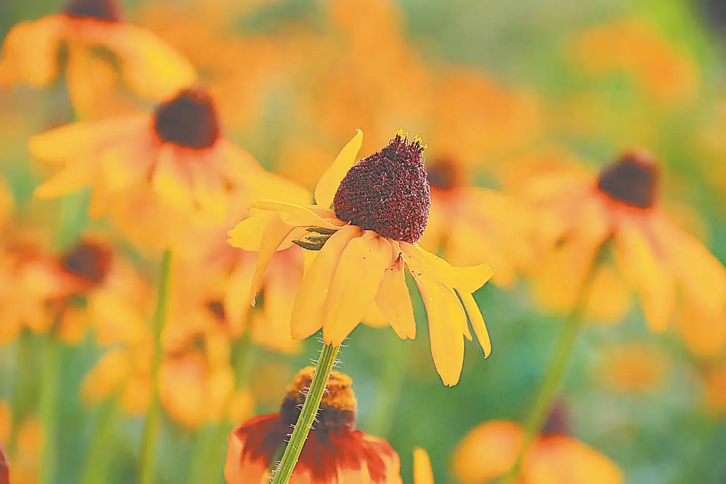 

Комплект из 4 шин 1.9 дюйма для радиоуправляемых краулеров 1/10 TRX4, TRX6, SCX10, SCX10 II, 90046, SCX10 III, AXI03007 Gen7/8, D90, VS4-10