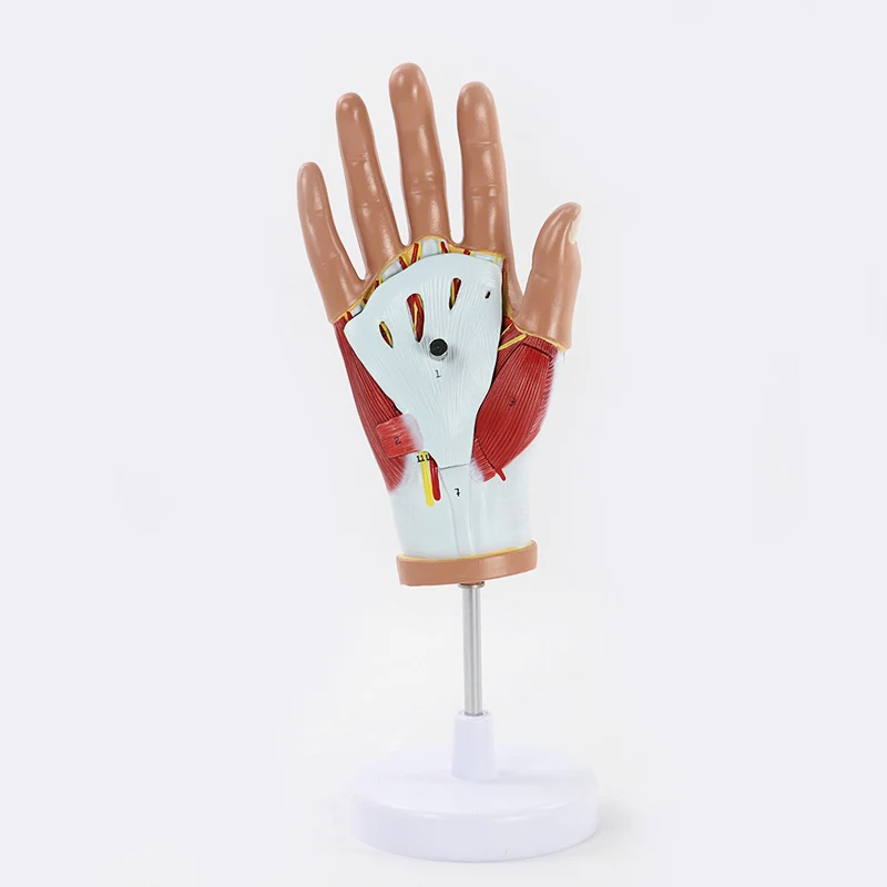 Medical Anatomical Hand Skeleton Model W/Muscles Ligaments Nerves and Blood Vessels, 4 Parts Life Size Easy Mounting Hand Model