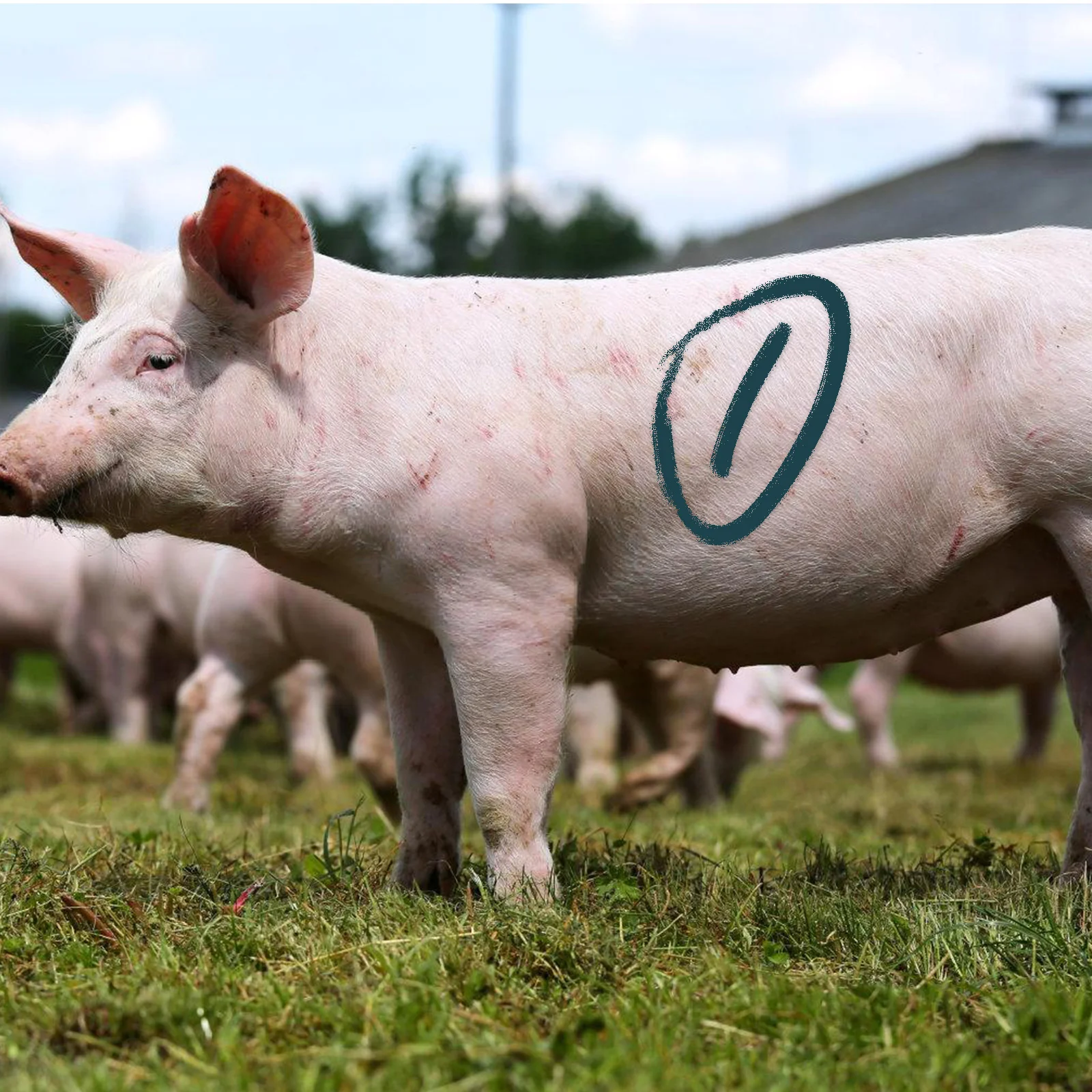 

5 pcs Animal Marking Stick Water Resistant Livestock Marker Cattle Farming Tool Pig Cow Goat Identification Supplies