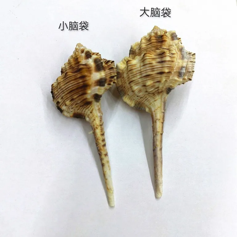 Pipe Snail Natural Conch Shell Snail Hermit Crab Shell Replacement Small Gift Creative Home Commemoration