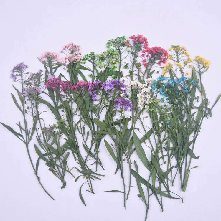 1000 peças de Alyssum em Haste, Flores Secas Prensadas para Decoração e Pintura com Flores Secas