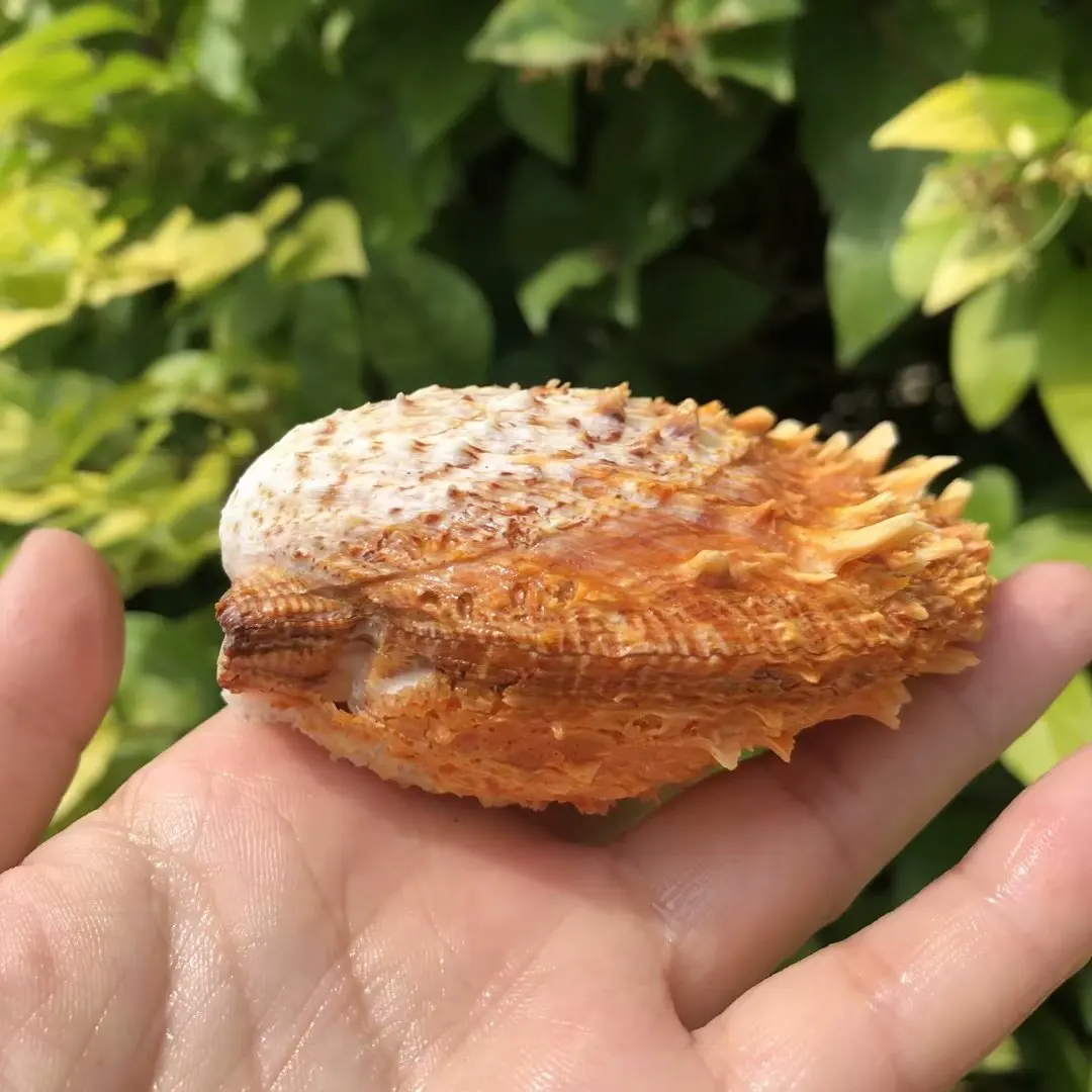 Spondylus candidus,Natural Shell & Conch, Sea Anemone Clam, Fan Shell, Spiny Clam, Aquarium Scaping, Home Artwork Ornament