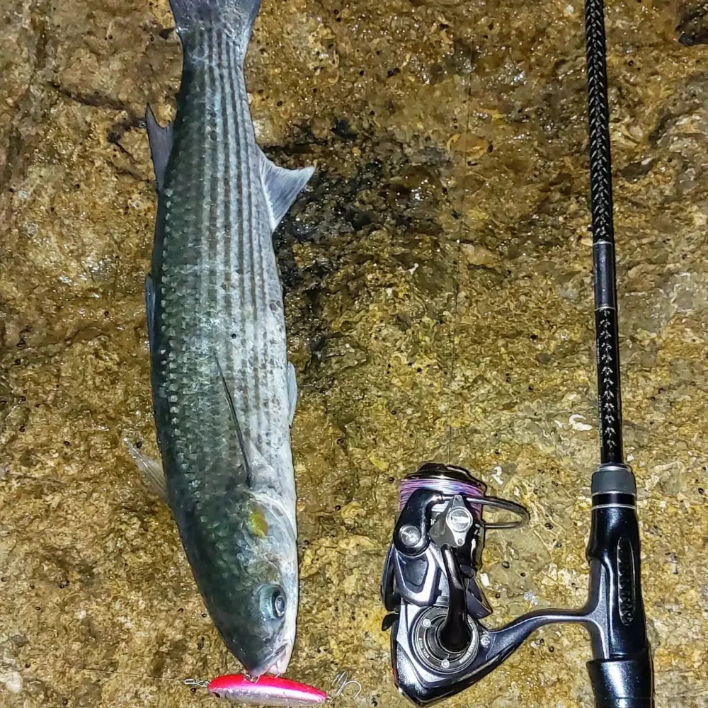 Neue Farben 60mm 3g Ima Topwater Angelköder Pugachevs Cobra 60 Künstlicher Stickbait Pencil Bait Salzwasser für Meerbrasse und Rockfish – Detail 9