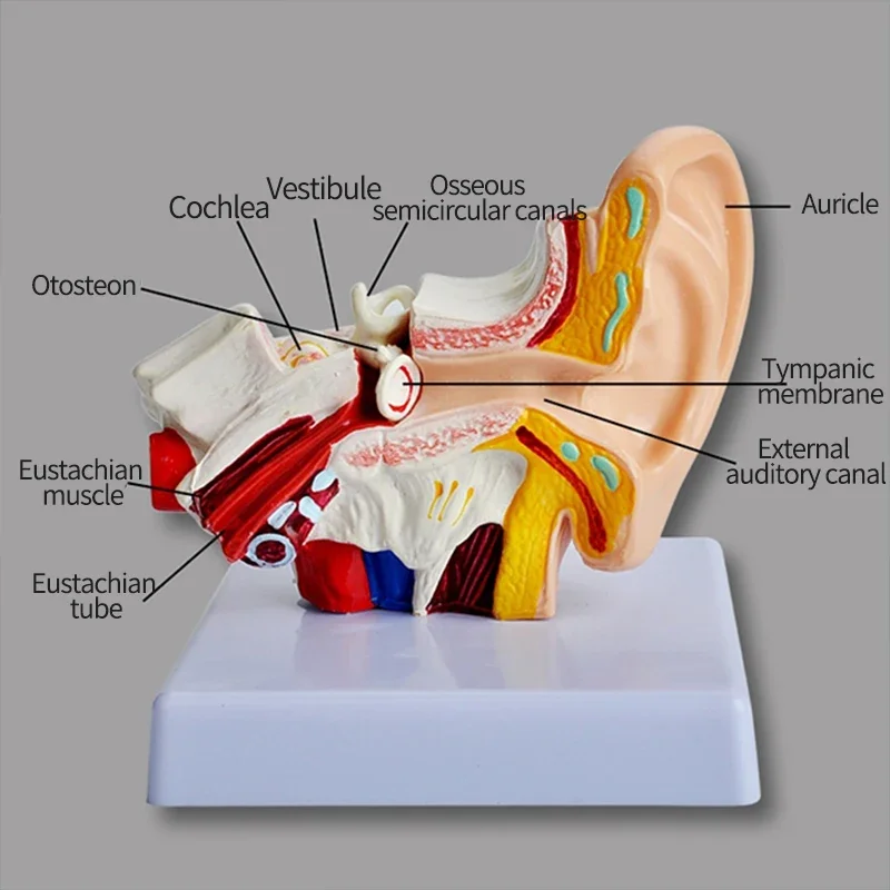 Human Ear Amplified Education 3d Model Display Show The Ear Structure to Customer Ear Canal Demonstration