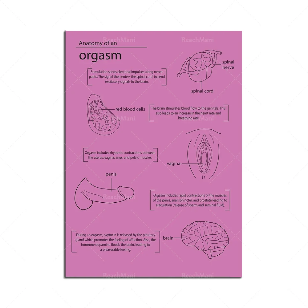 Anatomía del Cuerpo - Anatomía del Llanto - Anatomía del Estirón - Anatomía del Resaca, Órganos - Medicina - Alcohol - Póster de Ilustración Médica