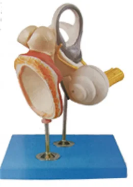 

Enlarged Model of Inner Ear, Auditory Ossicles and Tympanic Membrane Medical Science Eardrum Anatomic Simulator Teaching Aids fo