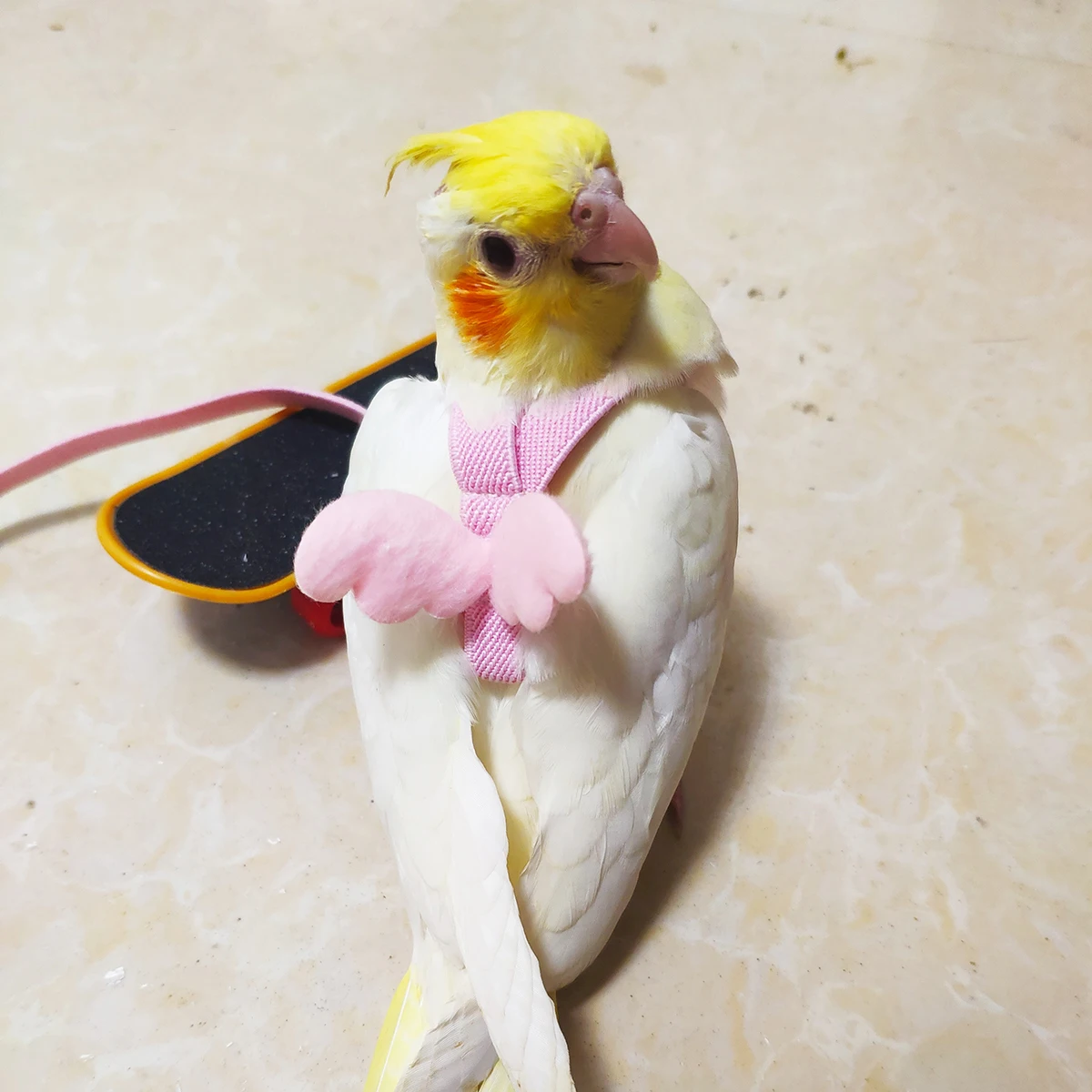 

pet harness parrot harness bird harness pet pulling rope parrot pulling rope parrot flying rope