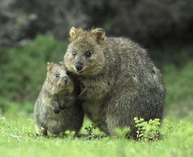 

Flywoo GOKU F722 Pro V2 30x30 Stack - 32Bit 128K, 55A ESC, Plug&Play for O4/O4 Pro FPV DIY